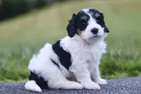 Gracie, a female Miniature Bernedoodle for sale in Reinholds, PA – 1 of 6