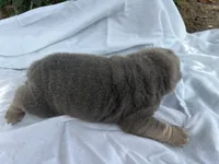 Vanilla Ice, a male Chinese Shar-Pei for sale in Canton, MO – 6 of 8