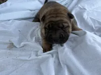 Mary Kate , a female Chinese Shar-Pei for sale in Canton, MO – 2 of 5