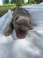 Vanilla Ice, a male Chinese Shar-Pei for sale in Canton, MO – 5 of 8