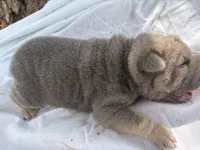 Vanilla Ice, a male Chinese Shar-Pei for sale in Canton, MO – 2 of 8