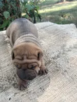 Veronica , a female Chinese Shar-Pei for sale in Canton, MO – 3 of 5