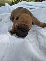 Mario , a male Chinese Shar-Pei for sale in Canton, MO – 2 of 4
