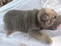 Vanilla Ice, a male Chinese Shar-Pei for sale in Canton, MO – 7 of 8
