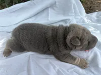 Vanilla Ice, a male Chinese Shar-Pei for sale in Canton, MO – 4 of 8