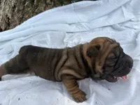 Rampage , a male Chinese Shar-Pei for sale in Canton, MO – 3 of 4