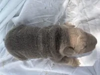 Vanilla Ice, a male Chinese Shar-Pei for sale in Canton, MO – 3 of 8