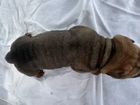Rampage , a male Chinese Shar-Pei for sale in Canton, MO – 4 of 4