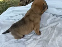 Mario , a male Chinese Shar-Pei for sale in Canton, MO – 4 of 4