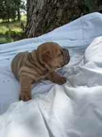 Ashley , a female Chinese Shar-Pei for sale in Canton, MO – 7 of 7