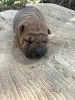 Veronica , a female Chinese Shar-Pei for sale in Canton, MO – 2 of 5
