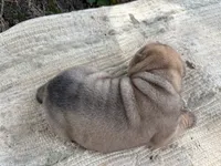 Veronica , a female Chinese Shar-Pei for sale in Canton, MO – 4 of 5
