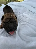 Rampage , a male Chinese Shar-Pei for sale in Canton, MO – 2 of 4
