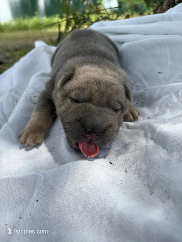 Vanilla Ice – Chinese Shar-Pei puppy for sale in Canton, MO