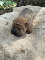 Veronica , a female Chinese Shar-Pei for sale in Canton, MO – 5 of 5