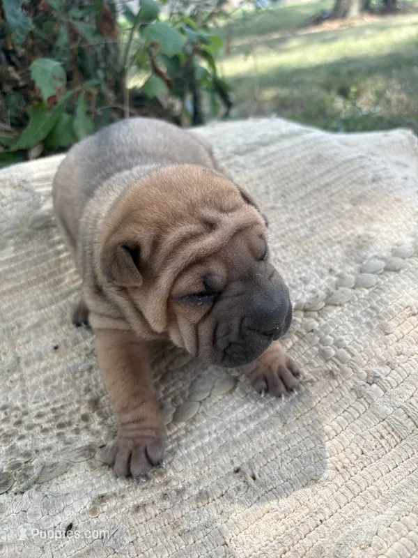 Veronica  – Chinese Shar-Pei puppy for sale in Canton, MO