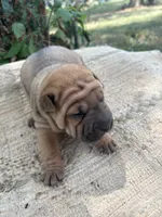 Veronica , a female Chinese Shar-Pei for sale in Canton, MO – 1 of 5
