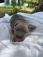 Vanilla Ice, a male Chinese Shar-Pei for sale in Canton, MO – 8 of 8