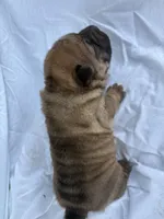 Mary Kate , a female Chinese Shar-Pei for sale in Canton, MO – 3 of 5