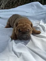 Ashley , a female Chinese Shar-Pei for sale in Canton, MO – 2 of 7