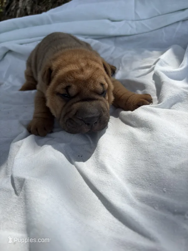 Ashley  – Chinese Shar-Pei puppy for sale in Canton, MO