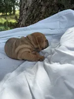 Ashley , a female Chinese Shar-Pei for sale in Canton, MO – 3 of 7