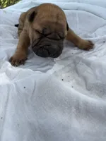 Mario , a male Chinese Shar-Pei for sale in Canton, MO – 1 of 4