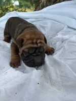 Rampage , a male Chinese Shar-Pei for sale in Canton, MO – 1 of 4