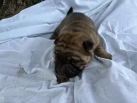 Mary Kate , a female Chinese Shar-Pei for sale in Canton, MO – 5 of 5