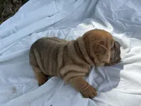Ashley , a female Chinese Shar-Pei for sale in Canton, MO – 4 of 7