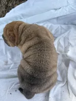 Ashley , a female Chinese Shar-Pei for sale in Canton, MO – 5 of 7