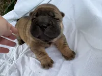 Mary Kate , a female Chinese Shar-Pei for sale in Canton, MO – 1 of 5
