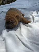 Ashley , a female Chinese Shar-Pei for sale in Canton, MO – 6 of 7