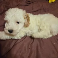 Puppy, a male Poodle - Miniature  for sale in Kansas City, MO – 4 of 4
