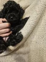 Puppy, a male Poodle - Miniature  for sale in Kansas City, MO – 1 of 4