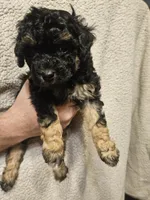 Puppy, a male Poodle - Miniature  for sale in Kansas City, MO – 2 of 4
