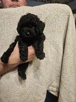 Puppy, a male Poodle - Miniature  for sale in Kansas City, MO – 3 of 4