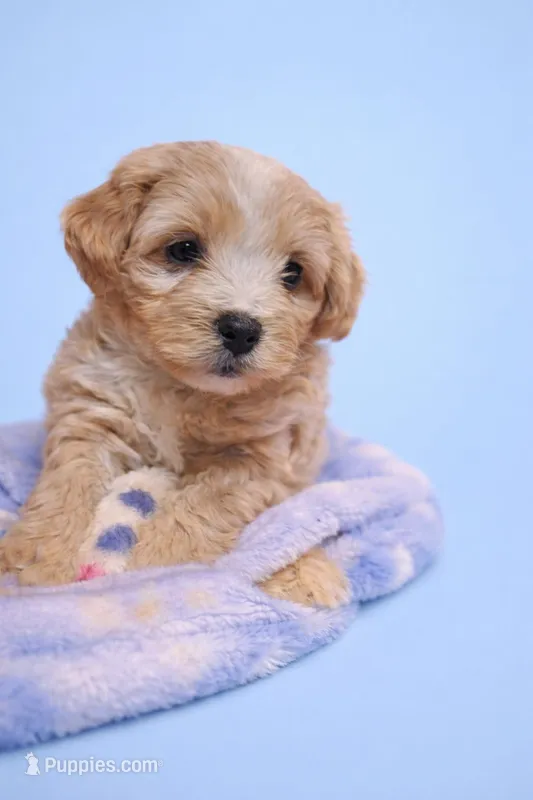 Mudge – Shih Tzu, Poodle - Miniature  puppy for sale in Marshfield, MO