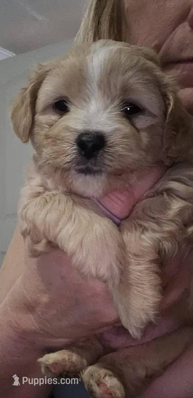 Mudge – Shih Tzu, Poodle - Miniature  puppy for sale in Marshfield, MO