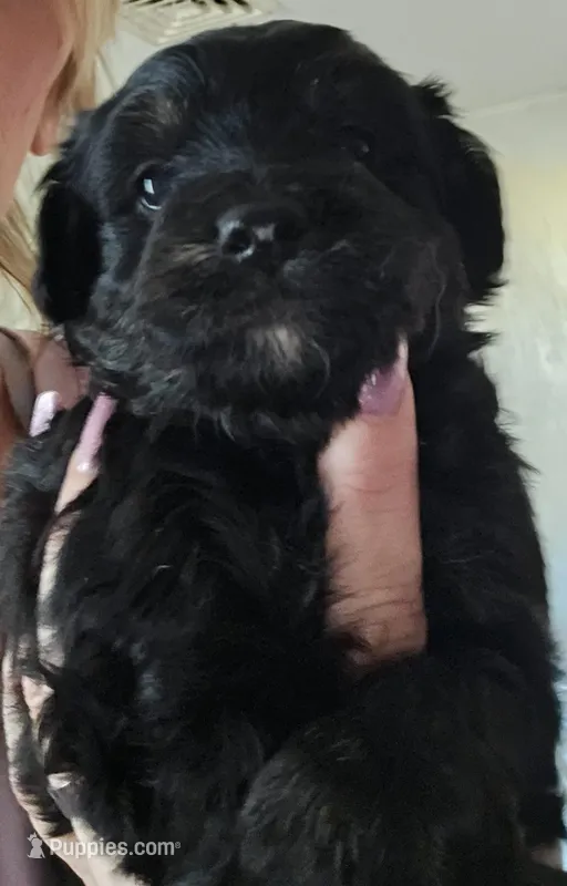 Mira – Aussiedoodle puppy for sale in Marshfield, MO