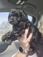 Zoe, a female Aussiedoodle for sale in Marshfield, MO – Photo 2 of 2