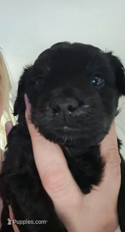 Zoe – Aussiedoodle puppy for sale in Marshfield, MO
