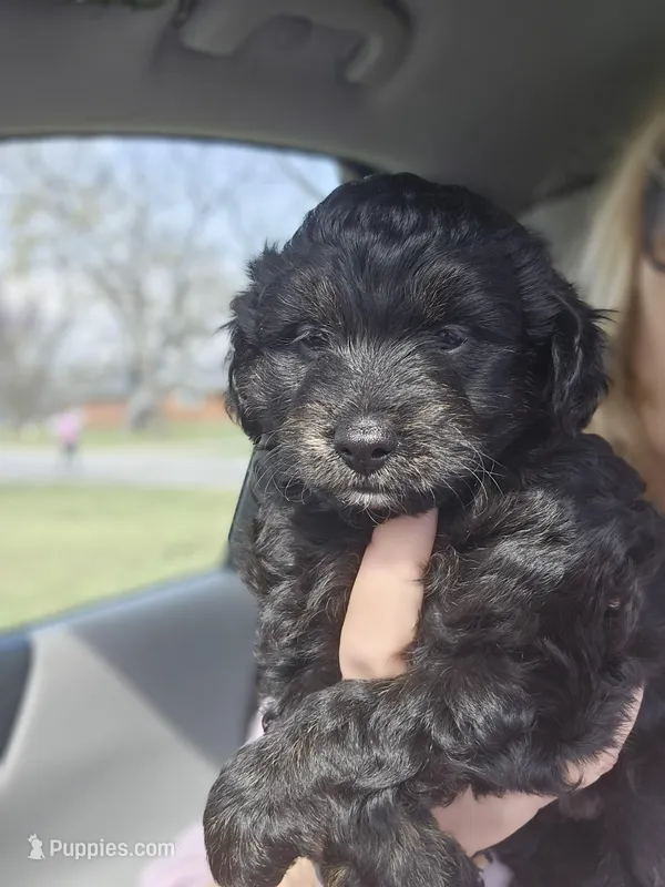 Zoe – Aussiedoodle puppy for sale in Marshfield, MO