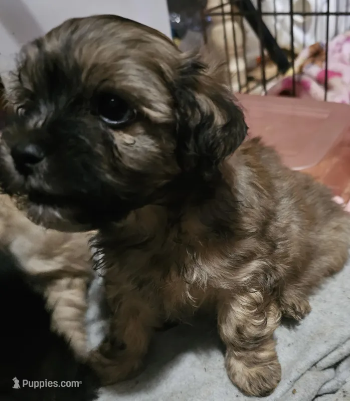 Nugget  – Shihpoo, Maltese puppy on hold in Marshfield, MO