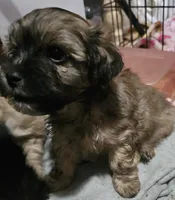 Nugget , a male Shihpoo and Maltese for sale in Marshfield, MO – Photo 1 of 3