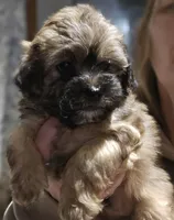Nugget , a male Shihpoo and Maltese for sale in Marshfield, MO – Photo 3 of 3