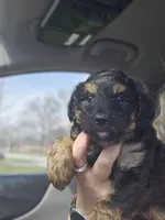 Rumi, a female Aussiedoodle for sale in Marshfield, MO – Photo 2 of 2