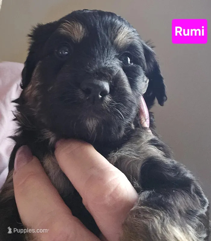 Rumi – Aussiedoodle puppy for sale in Marshfield, MO