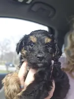 Rumi, a female Aussiedoodle for sale in Marshfield, MO – Photo 1 of 2