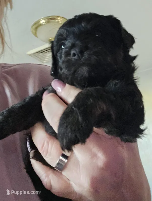 Celine – Aussiedoodle puppy for sale in Marshfield, MO
